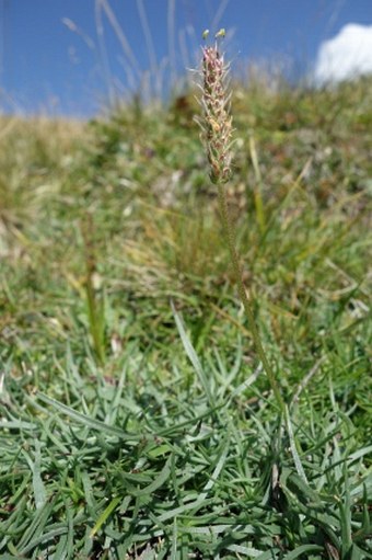 Plantago alpina