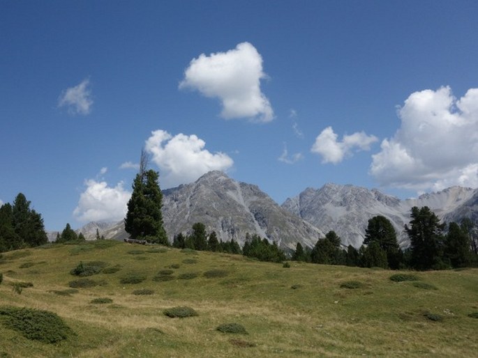 Plantago alpina