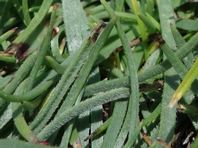 Plantago alpina