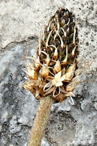 Plantago argentea