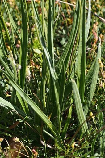 Plantago argentea