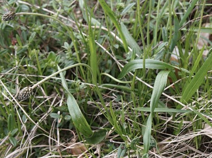 Plantago argentea