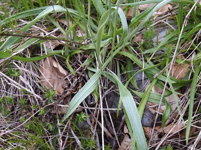 Plantago argentea