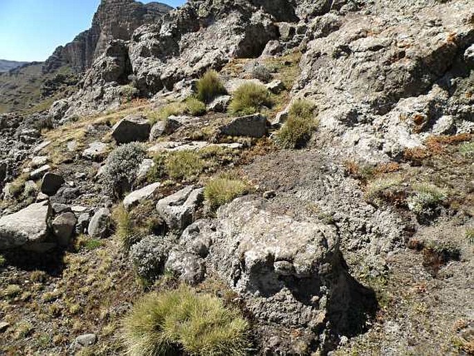 Plantago afra var. stricta