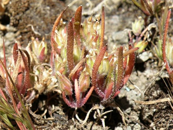 Plantago afra var. stricta