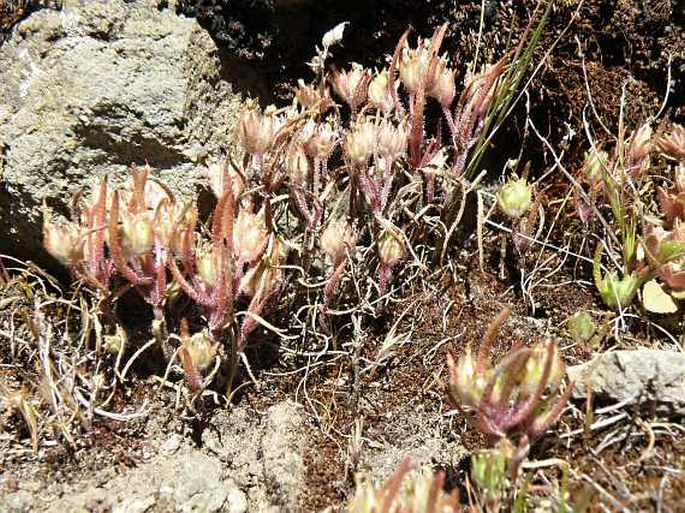 Plantago afra var. stricta