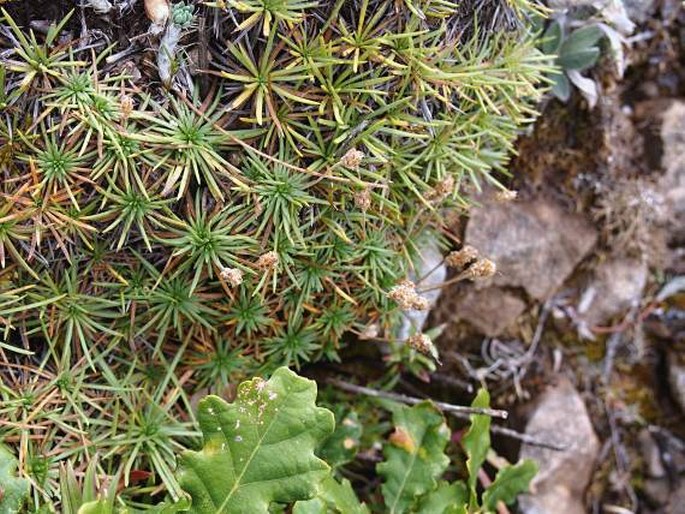 Plantago subulata