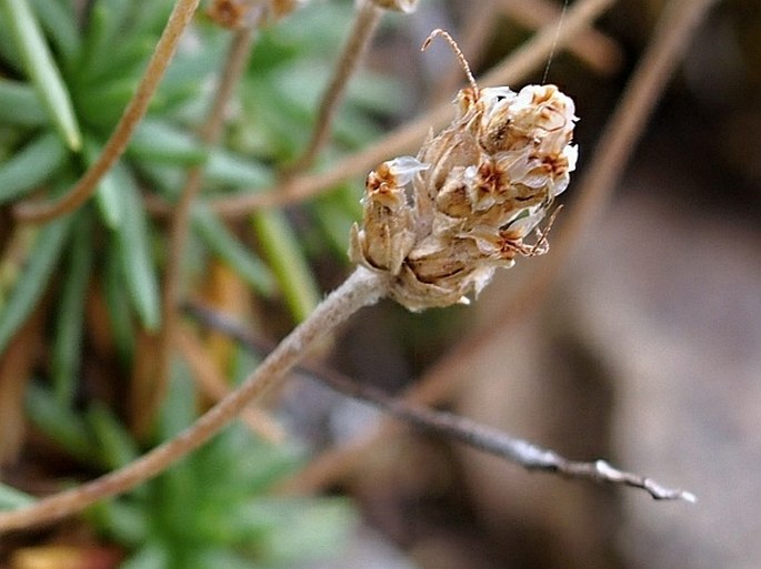 Plantago subulata