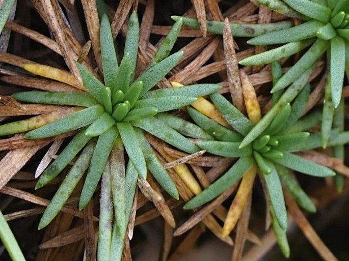 Plantago subulata