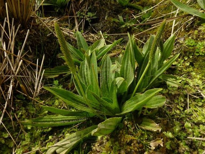 Plantago australis