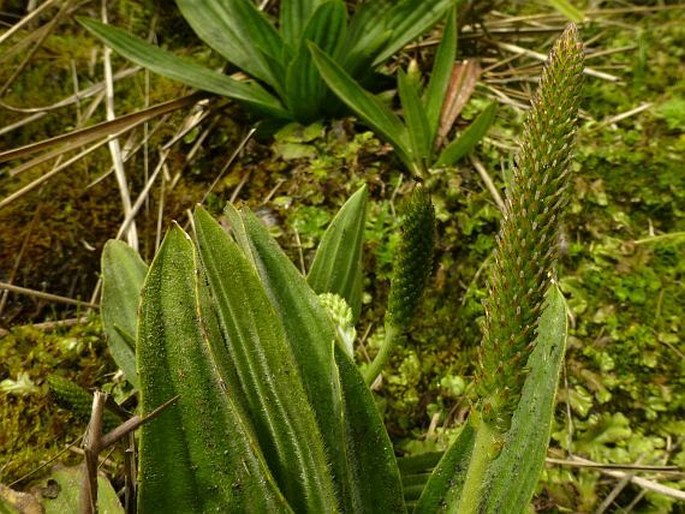 Plantago australis