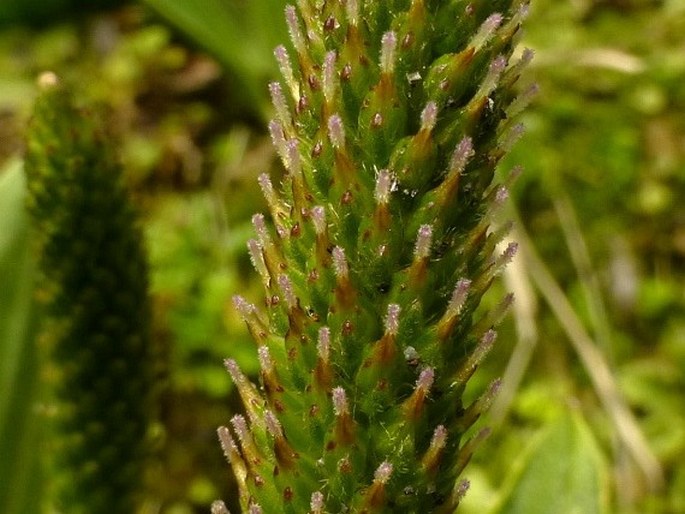 Plantago australis