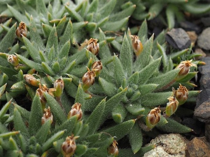 Plantago uniglumis