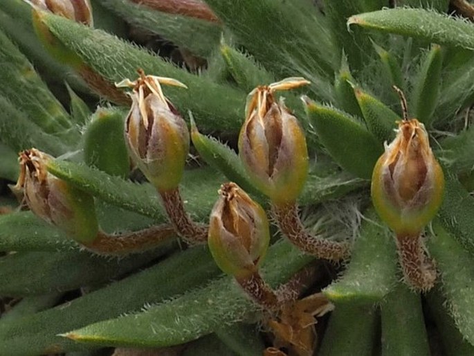 Plantago uniglumis