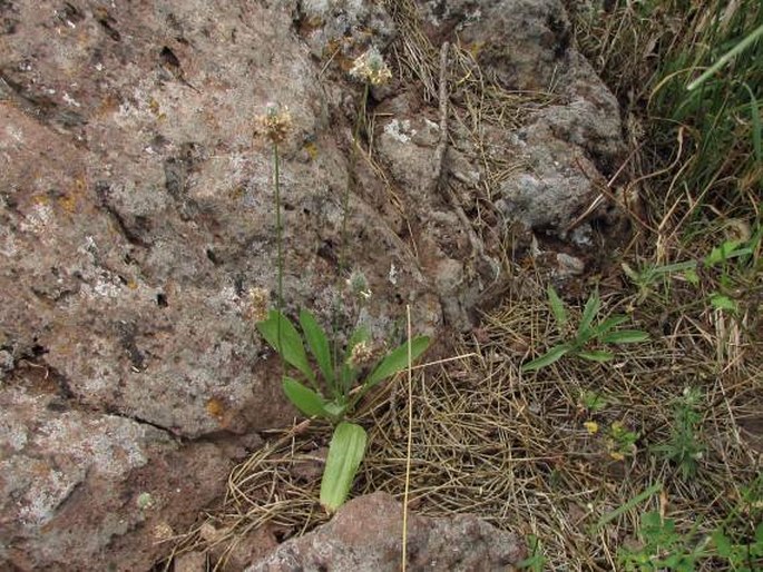 Plantago lagopus