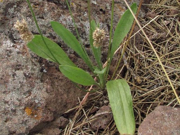 Plantago lagopus