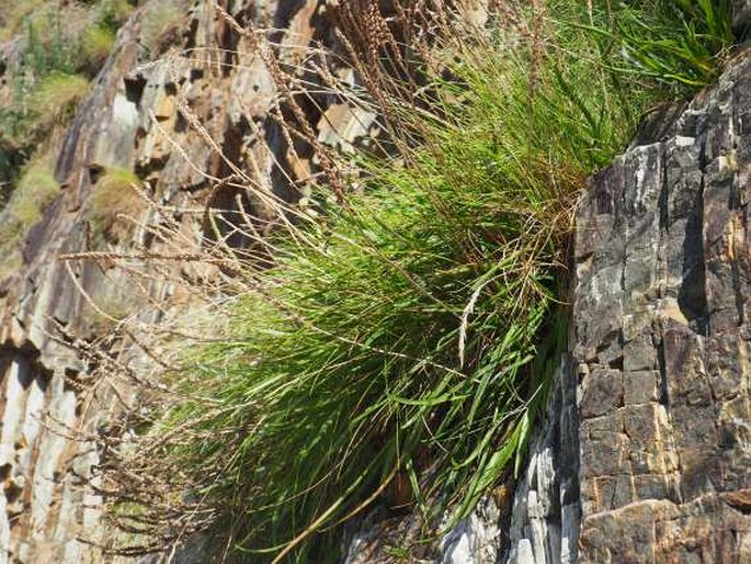 Plantago maritima