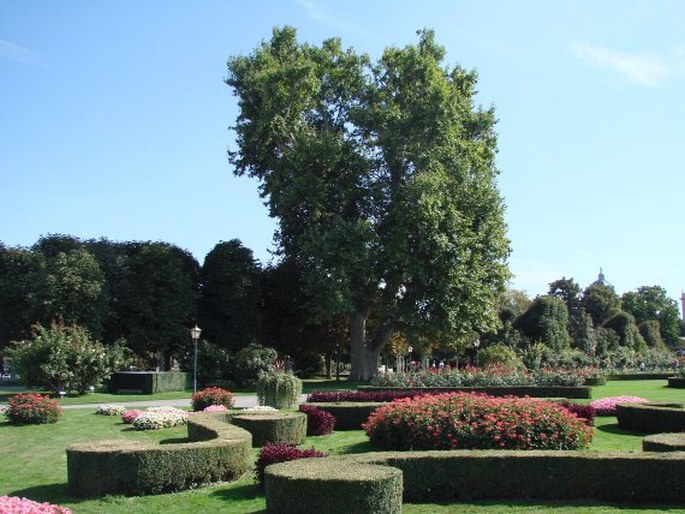 Platan císařovny Sisi ve Volksgarten