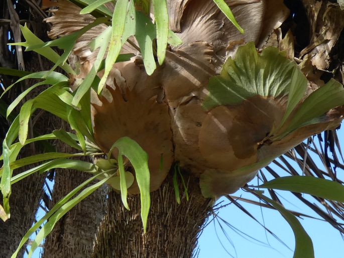 Platycerium bifurcatum