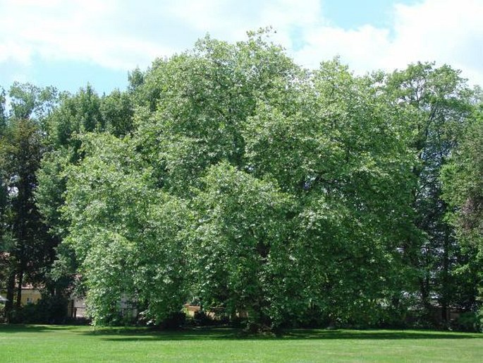 Platanus occidentalis