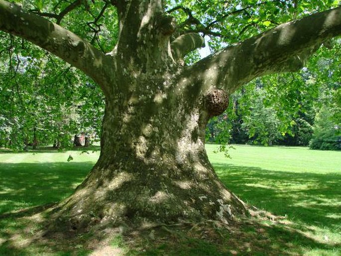 Platanus occidentalis