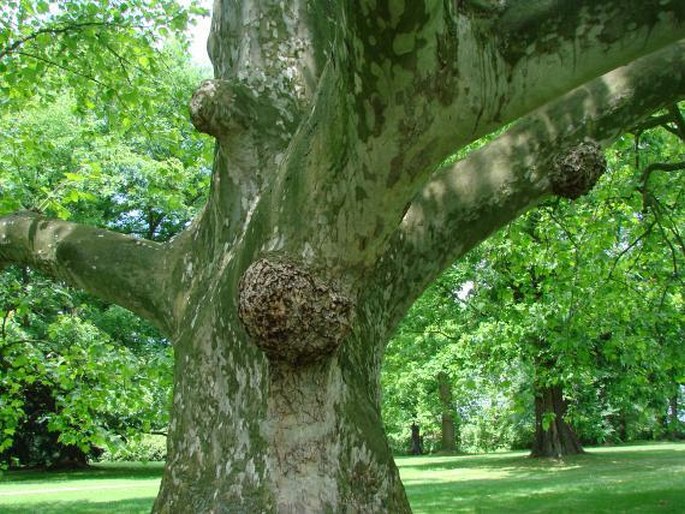 Platanus occidentalis