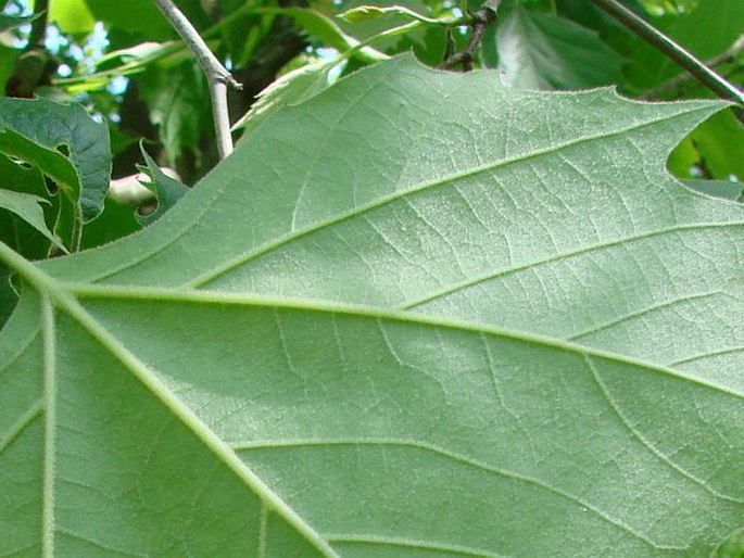 Platanus occidentalis