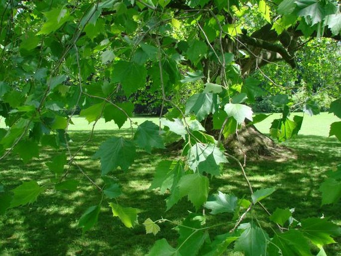 Platanus occidentalis