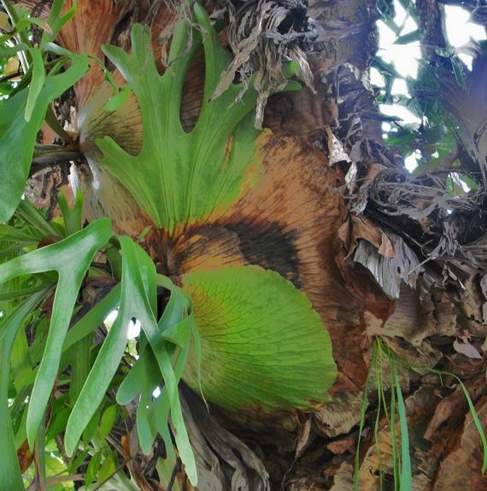 Platycerium coronarium