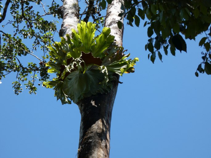 Platycerium superbum