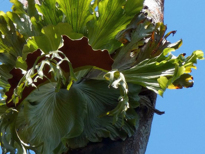 Platycerium superbum