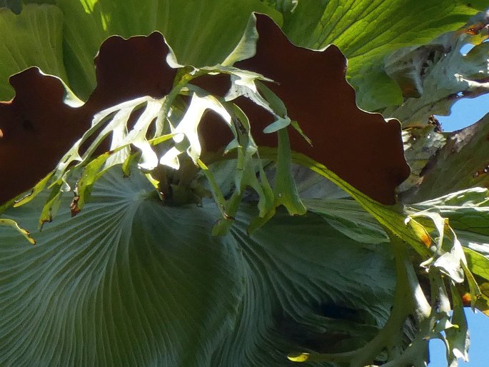Platycerium superbum