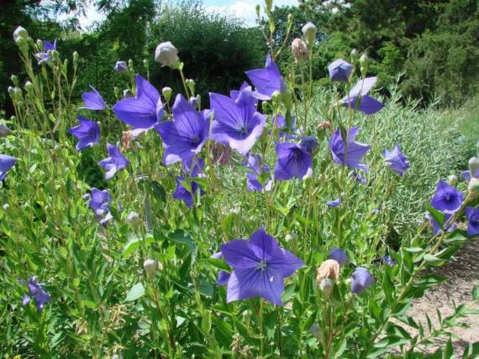 Platycodon grandiflorus