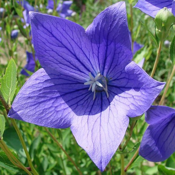 Platycodon grandiflorus