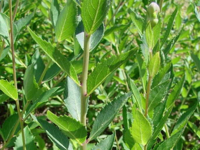 Platycodon grandiflorus