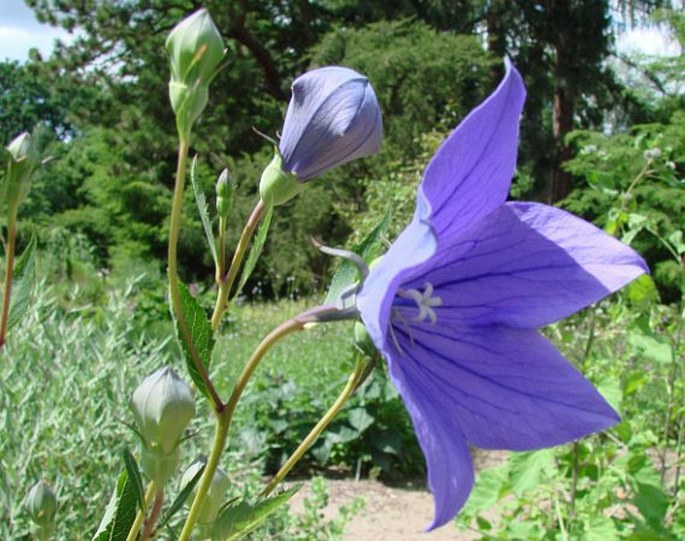 Platycodon grandiflorus