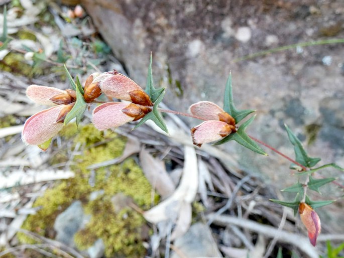 Platylobium obtusangulum