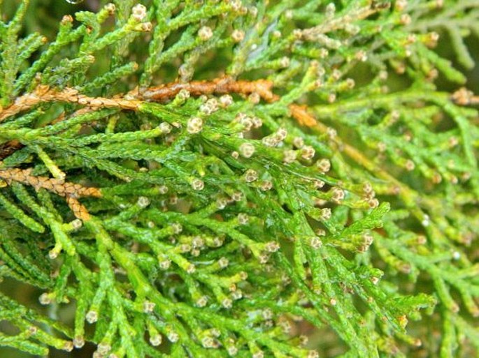 PLATYCLADUS ORIENTALIS (L.) Franco – zeravec východní / tujovec východný