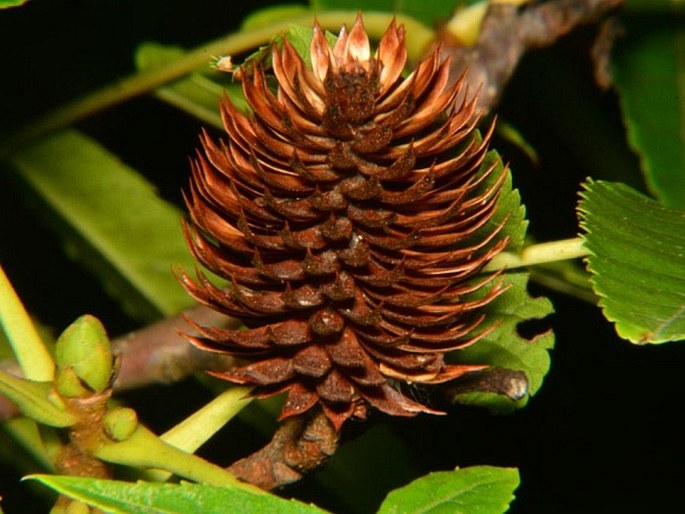 PLATYCARYA STROBILACEA Siebold et Zucc. – platykaryje šišticovitá