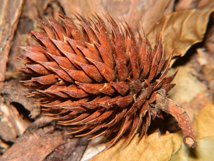 Platycarya strobilacea