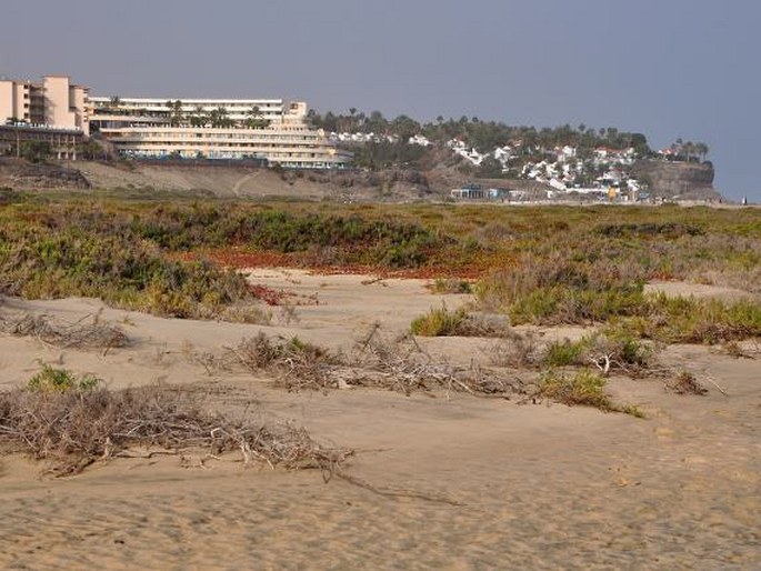 Fuerteventura, Playa de Matorral