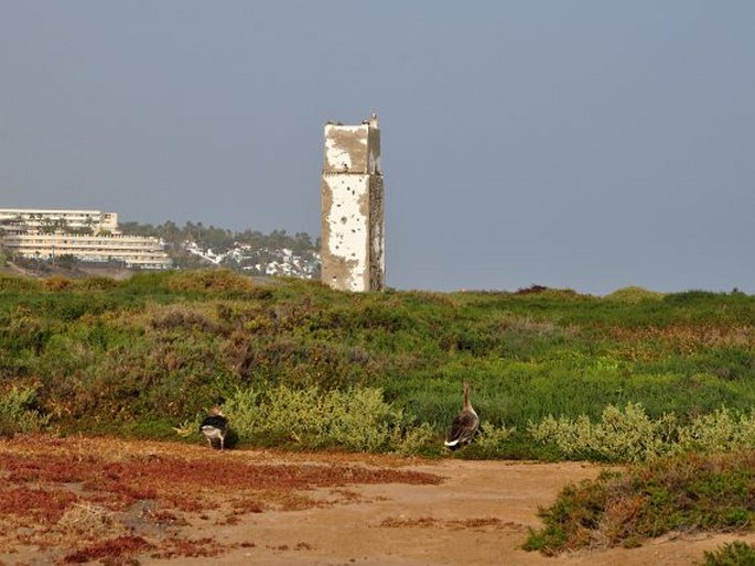 Fuerteventura, Playa de Matorral