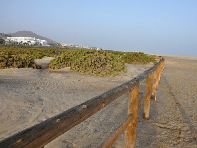 Fuerteventura, Playa de Matorral