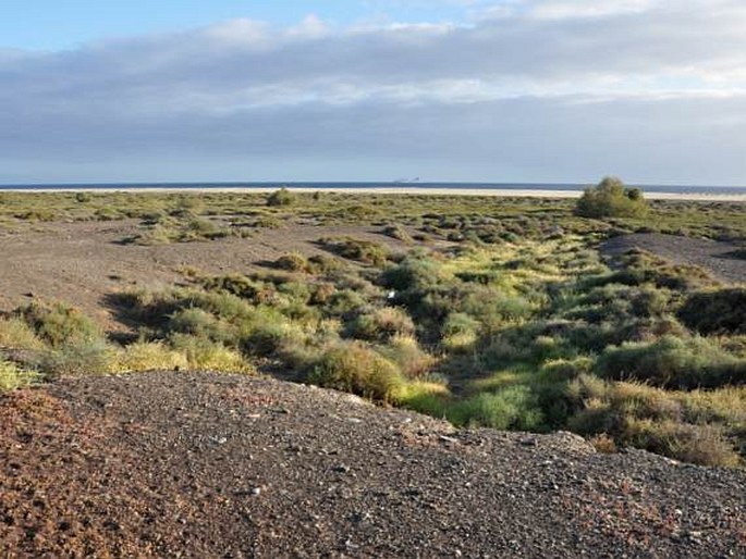 Fuerteventura, Playa de Matorral