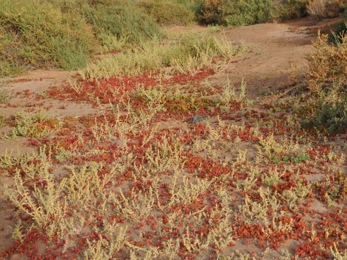 Fuerteventura, Playa de Matorral