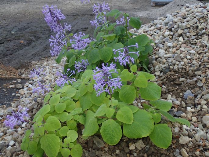 Plectranthus ambiguus