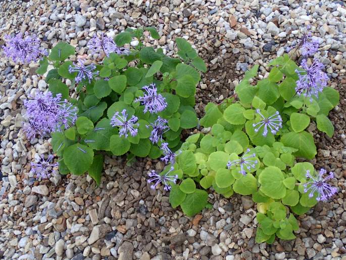 Plectranthus ambiguus