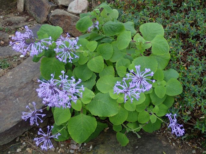 Plectranthus ambiguus