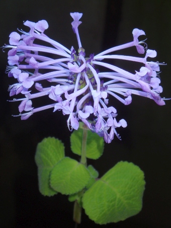 Plectranthus ambiguus