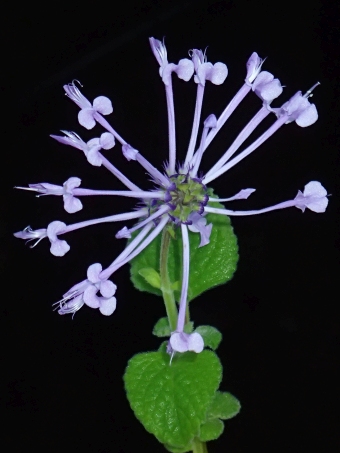 Plectranthus ambiguus